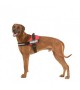 Julius K9 IDC® Powerharness size 1