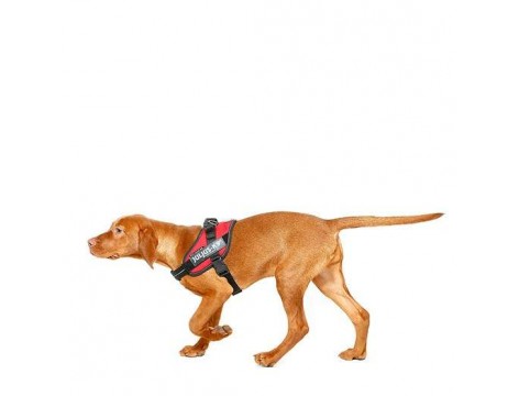 Julius K9 IDC® Powerharness size Mini